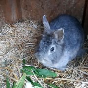 Foto Galerie Bauernhof