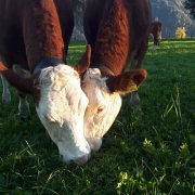 Foto Galerie Bauernhof