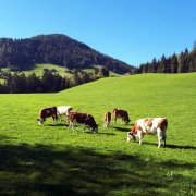 Foto Galerie Bauernhof
